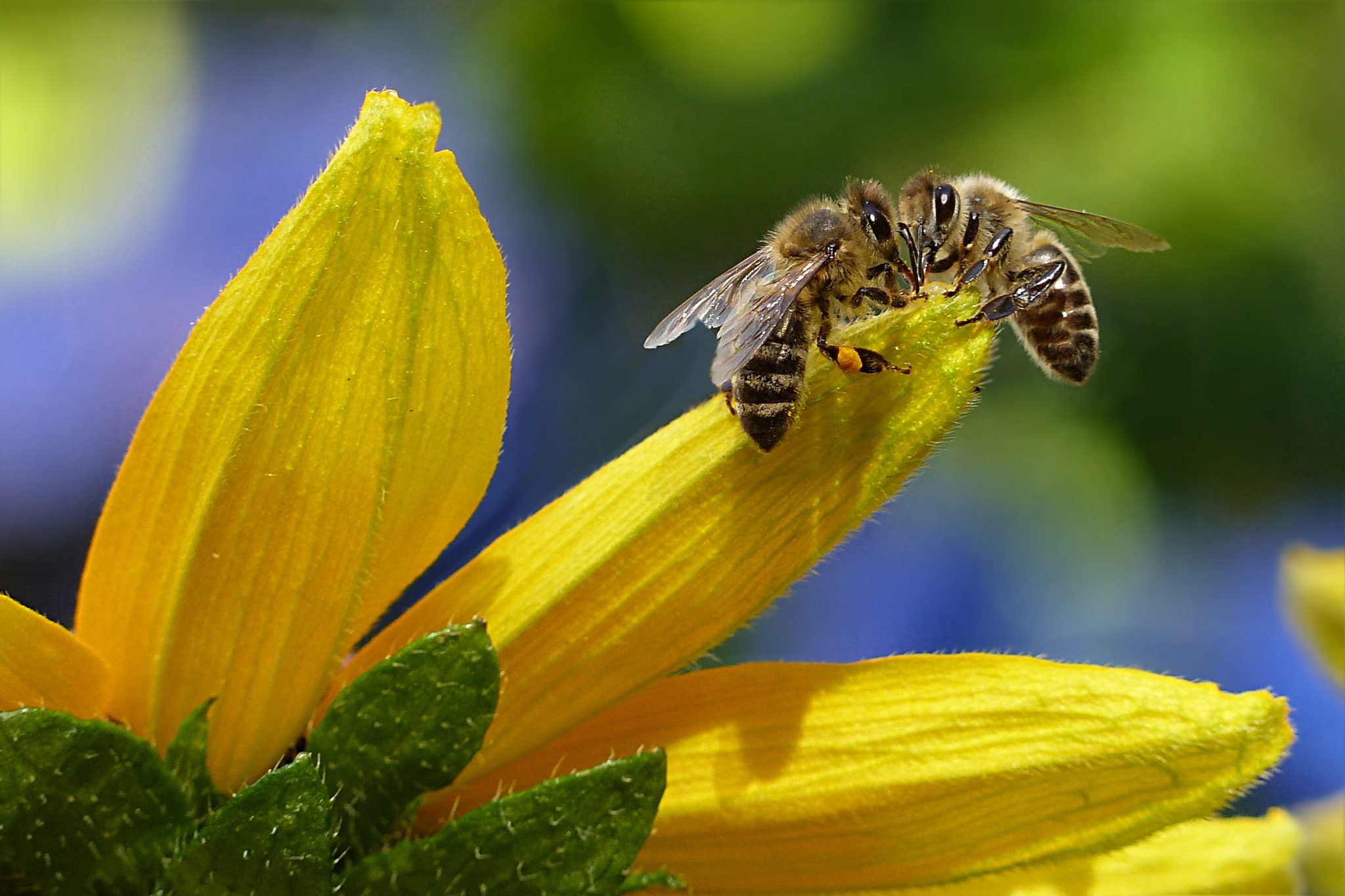 bee-honey-bee-apis-insect-144252